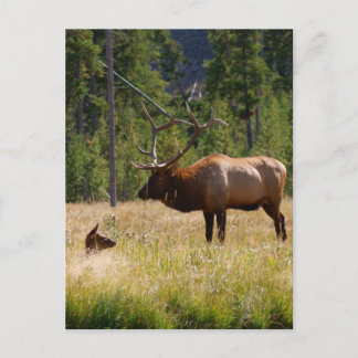 Carte Postale Elk