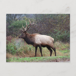 Carte postale Elk