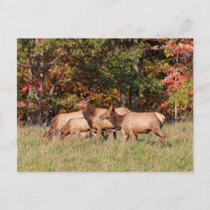 Carte postale Elk
