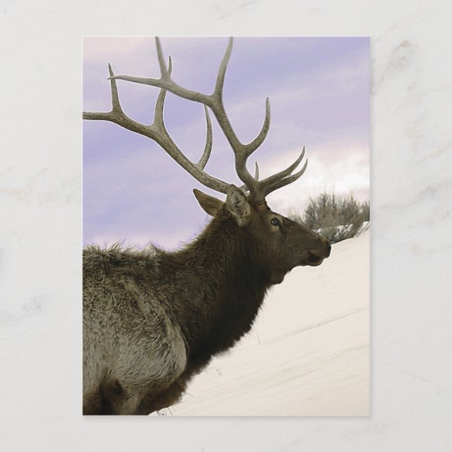 Carte Postale Elk (Devant)
