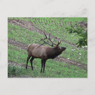 Carte postale Elk