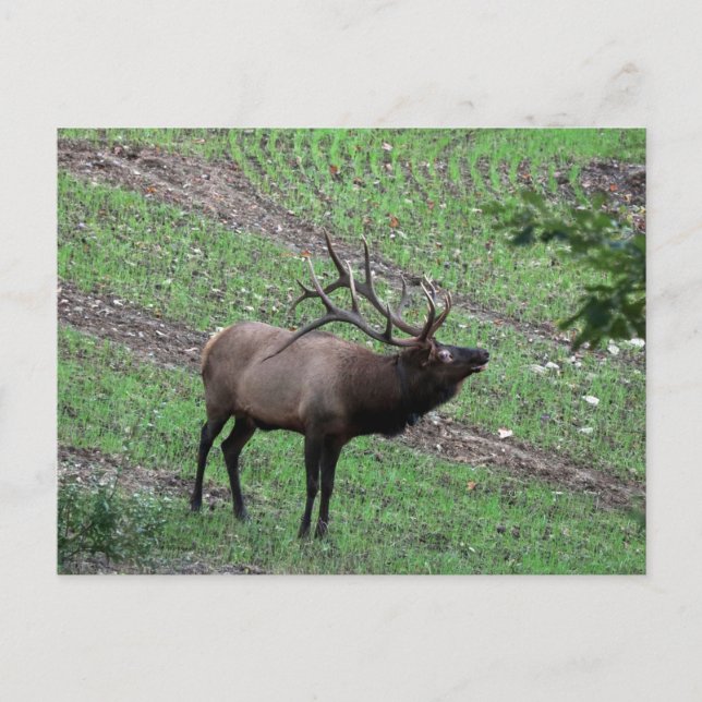 Carte postale Elk (Devant)