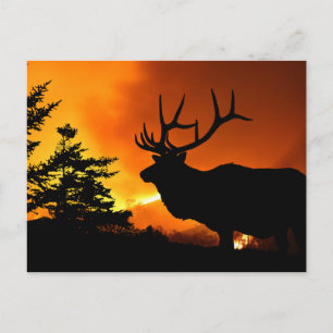 Carte Postale Elk