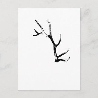 Carte Postale Elk Antler