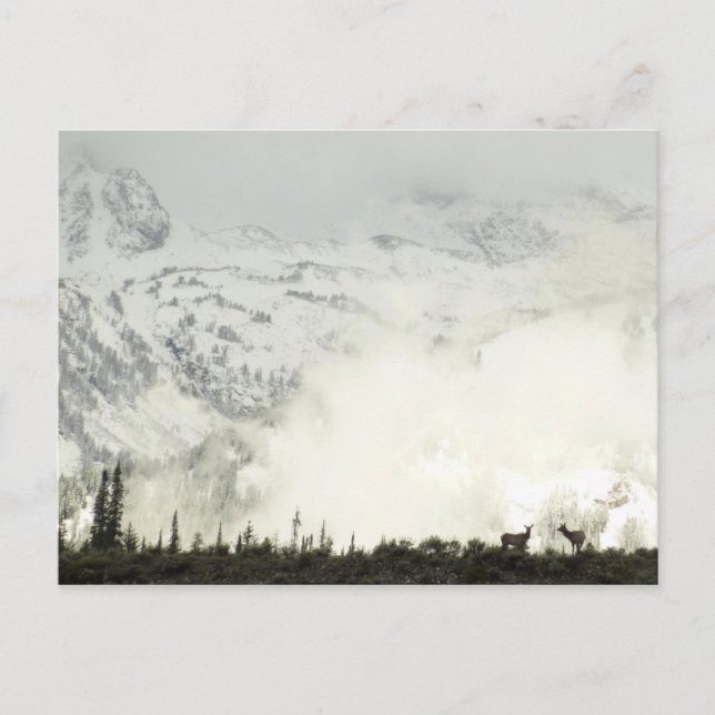 Carte Postale Elk at Grand Teton National Park Photographie (Devant)