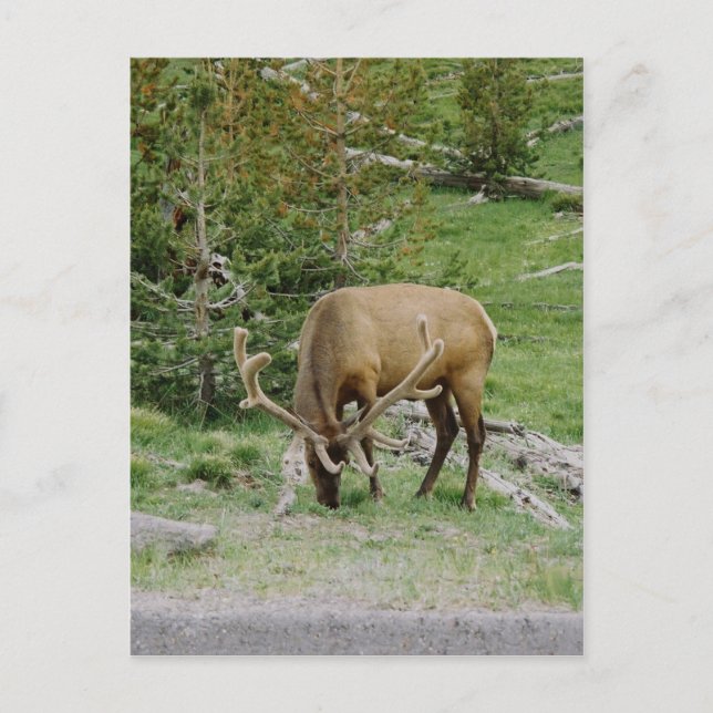 Carte Postale Elk Avec Antlers Velours (Devant)