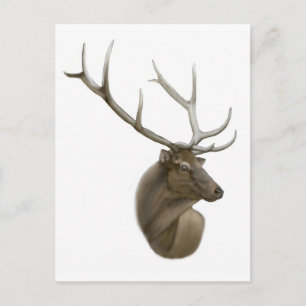 Carte postale Elk Buck