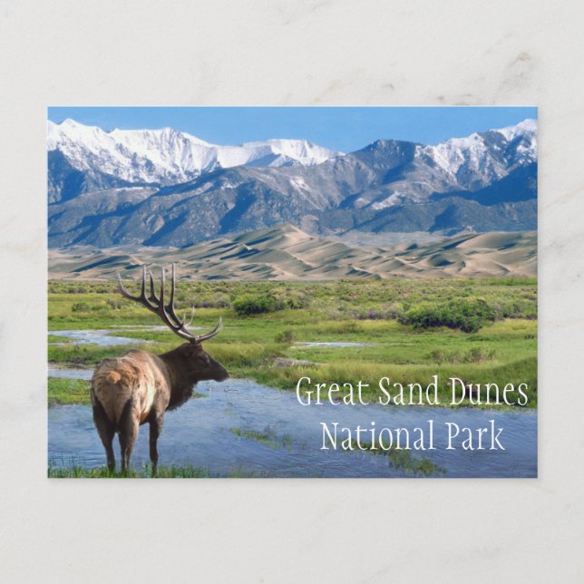 Carte Postale Elk by Creek Great Sand Dunes NP (Devant)