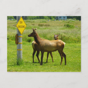 Carte Postale Elk Crossing California Wildlife Photography