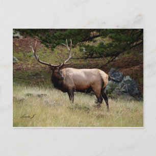 Carte Postale Elk dans le désert