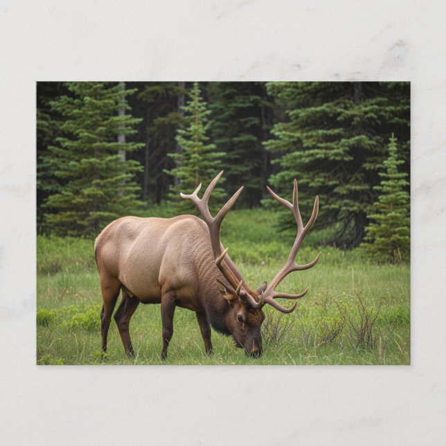 Carte Postale Elk dans le parc national Banff Canada (Devant)