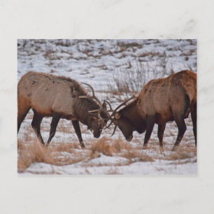 Carte Postale Elk dans le Parc national des Rocheuses