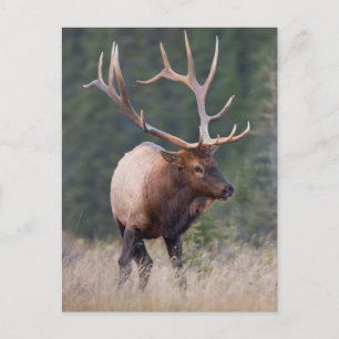 Carte Postale Elk de montagne Rocky
