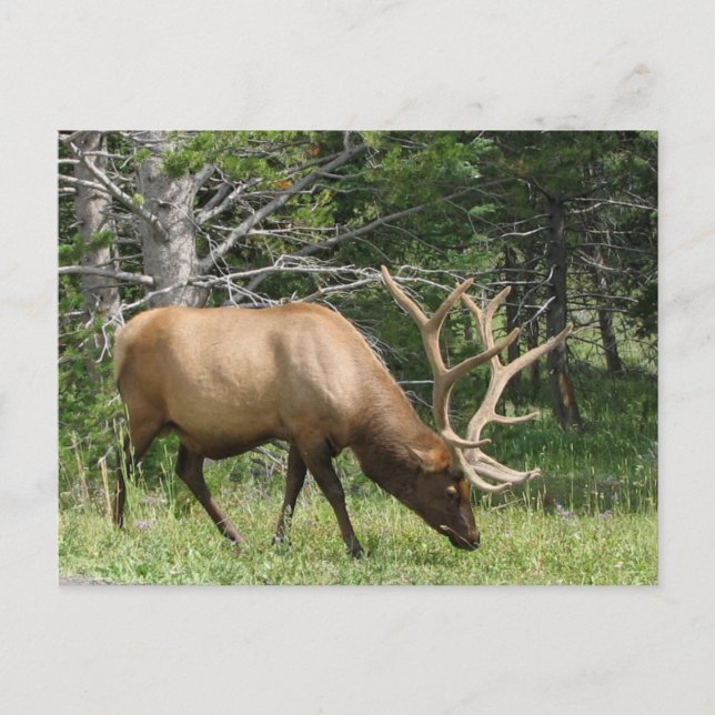 Carte Postale Elk de Yellowstone (Devant)