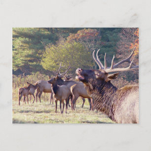 Carte postale Elk Herd