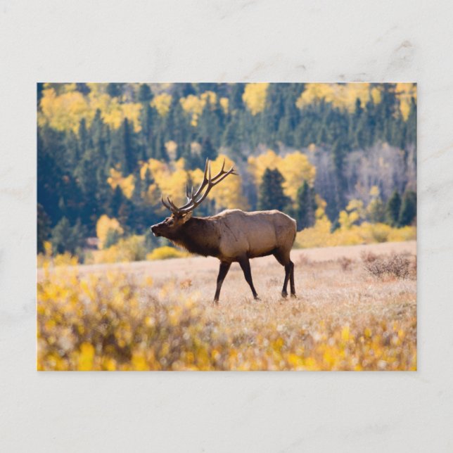 Carte Postale Elk in Rocky Mountain National Park, Colorado (Devant)
