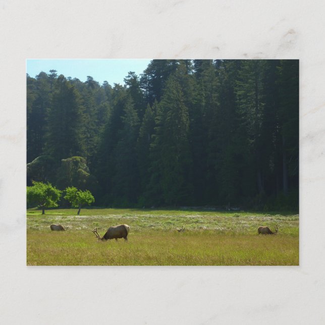 Carte Postale Elk Meadow at Redwood National Park (Devant)