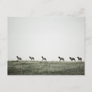 Carte postale Elk P2799