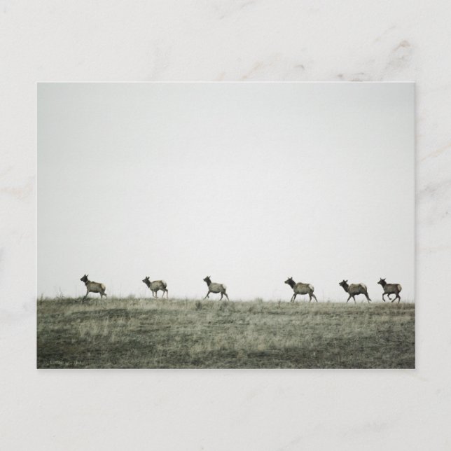Carte postale Elk P2799 (Devant)