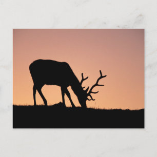 Carte Postale Elk   Parc national des montagnes Rocheuses, Color
