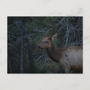 Carte Postale Elk sauvage dans la forêt de pins - Photo de la fa
