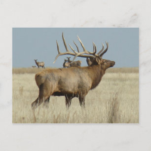 Carte Postale Elk taureau E4