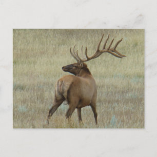 Carte Postale Elk taureau E6 en velours