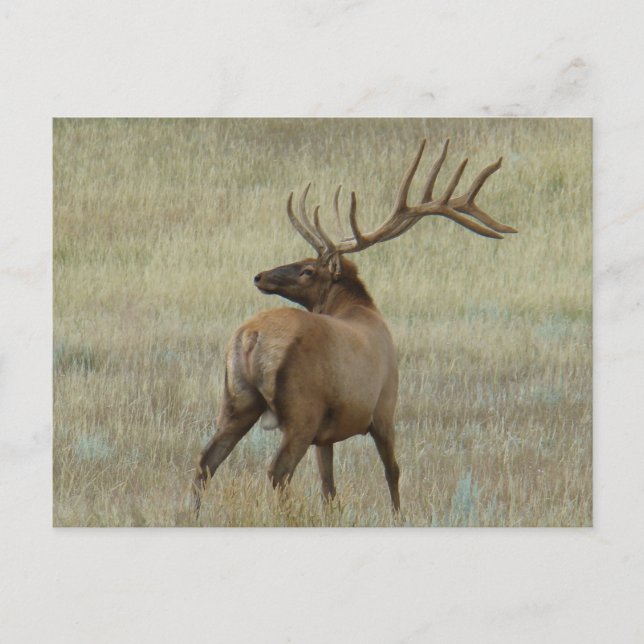 Carte Postale Elk taureau E6 en velours (Devant)