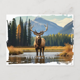 Carte postale Elk Yellowstone