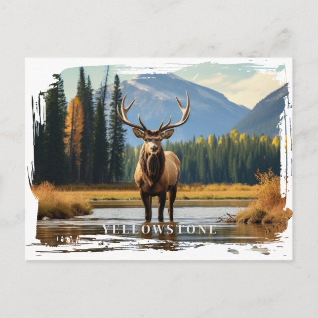 Carte postale Elk Yellowstone (Devant)