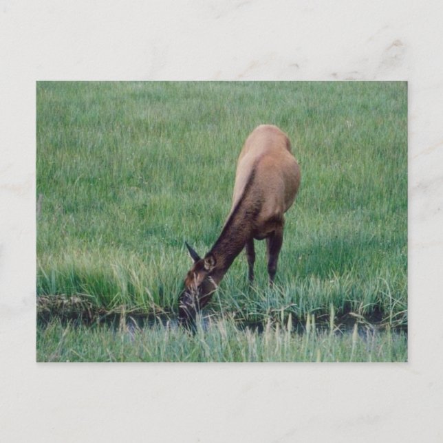 Carte Postale Elk - Yellowstone (Devant)