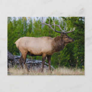 Carte Postale Elk Yellowstone National Park, Wyoming