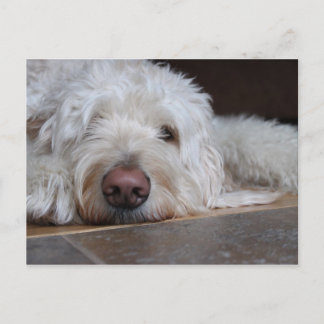 Carte Postale Elliot