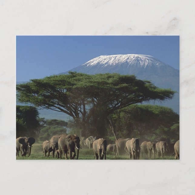 Carte Postale Elphants du Mont Kilimandjaro (Devant)