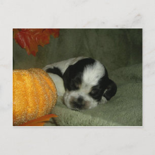 Carte Postale ELVIS, Bleu roan & tan American cocker spaniel pup