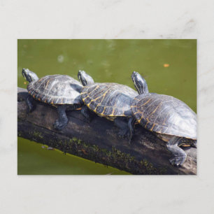 Carte Postale Embouteillage