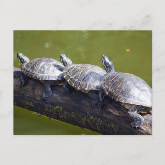 Carte Postale Embouteillage