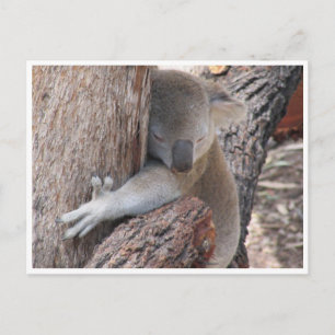 Carte Postale embrassades koala