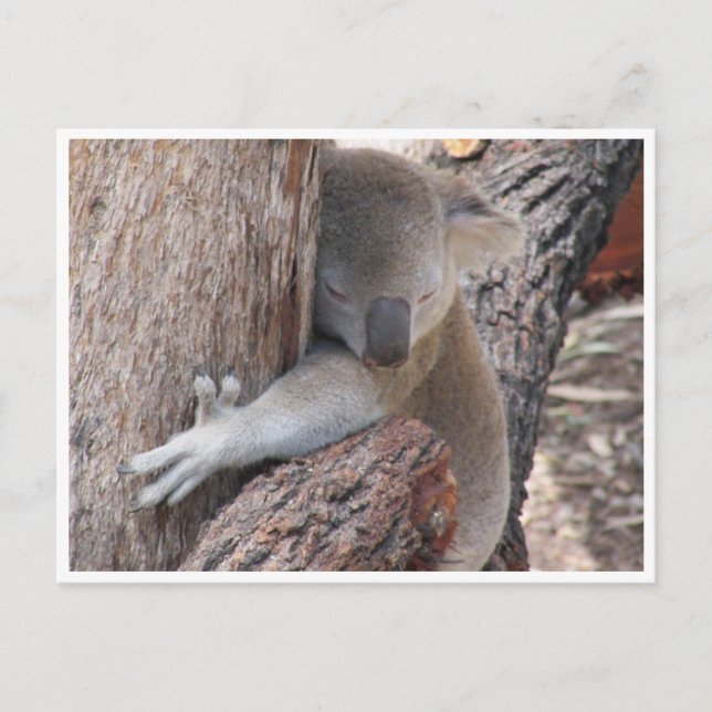 Carte Postale embrassades koala (Devant)