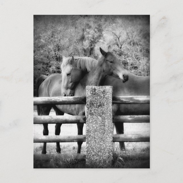 Carte Postale Embrassage des chevaux - Horse Love Photographie (Devant)