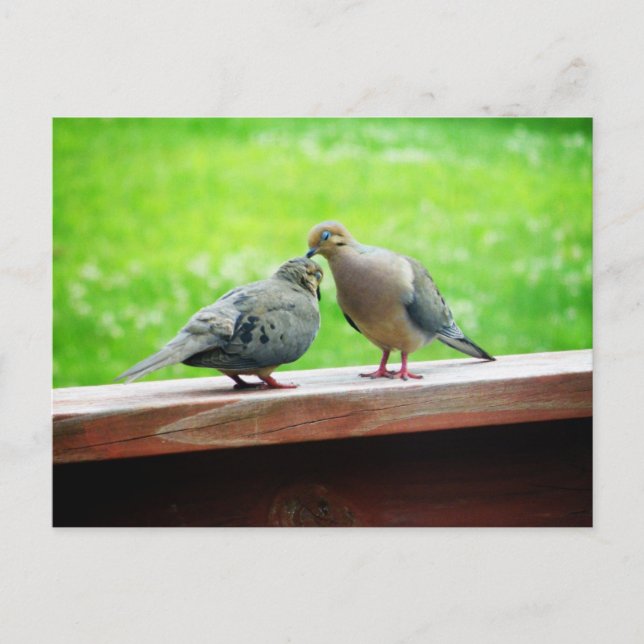 Carte Postale Embrasse des Lovebirds (Devant)