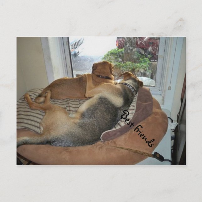 Carte Postale Embrasser Des Chiens Partageant Une Vue (Devant)