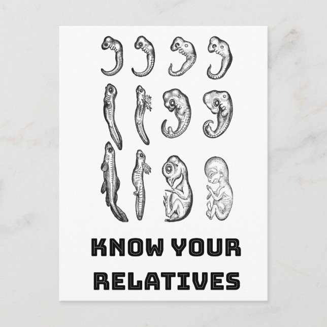 Carte Postale Embryogenèse de l'évolution (Devant)