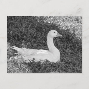 Carte Postale Emden Goose assis à l'ombre B&W