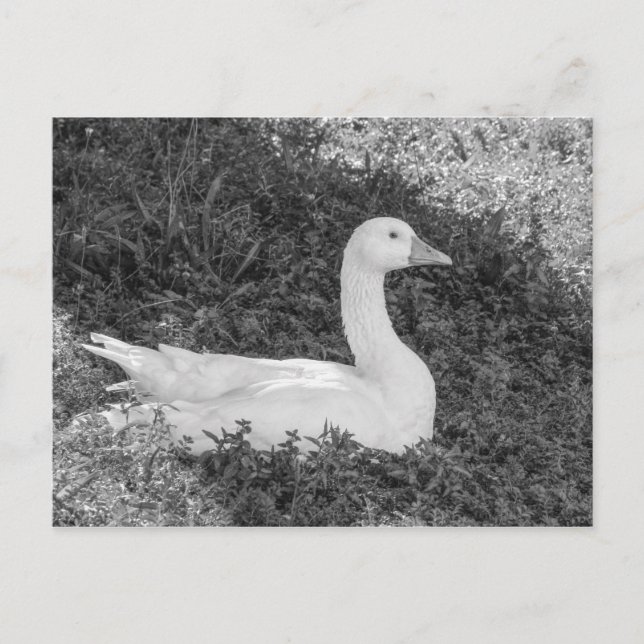 Carte Postale Emden Goose assis à l'ombre B&W (Devant)
