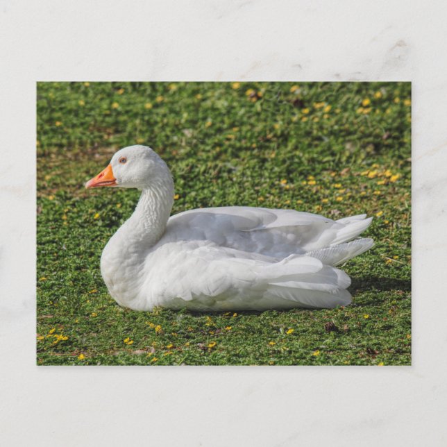 Carte Postale Emden Goose, Roath Park Lake, Cardiff, Pays de Gal (Devant)