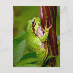 Carte Postale Emerald Embrace