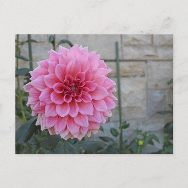 Carte Postale Emory Paul Dinnerplate Dahlia Fleur (Devant)