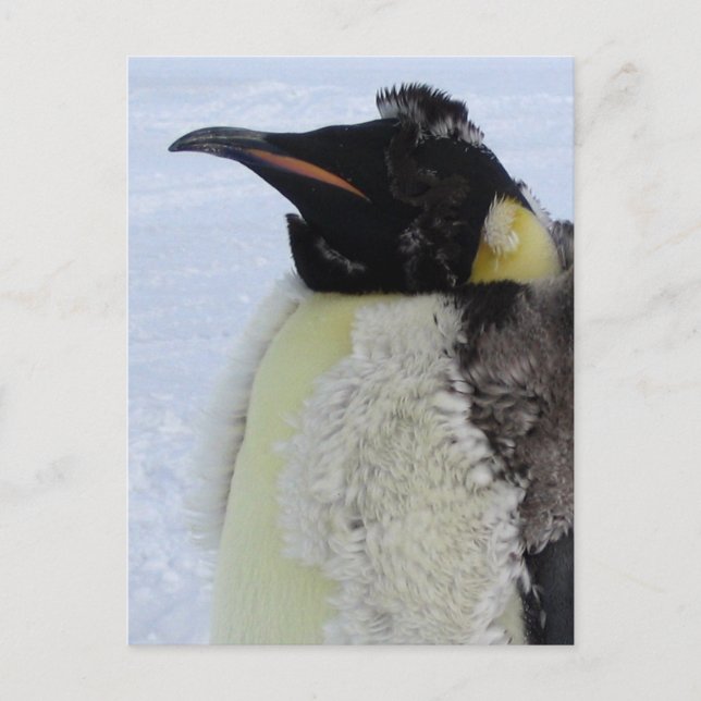 Carte Postale Empereur de Molting Penguin (Devant)