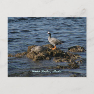 Carte Postale Empereur Goose & Great Grey Gull, hollandais Harbo